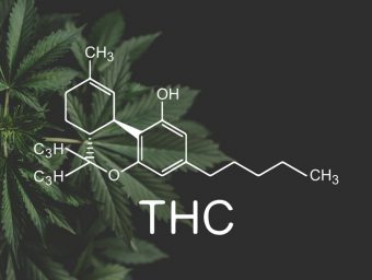 THC - de meest bekende cannabinoïde in cannabis