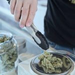 cannabis decriminaliseren legaliseren wiet