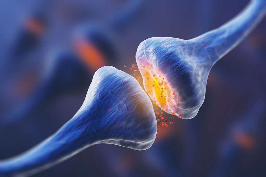 Neurotransmitters zijn de stofjes die in de hersenen en in het zenuwstelsel worden uitgewisseld. THC bootst de neurotransmitter anandamide na.