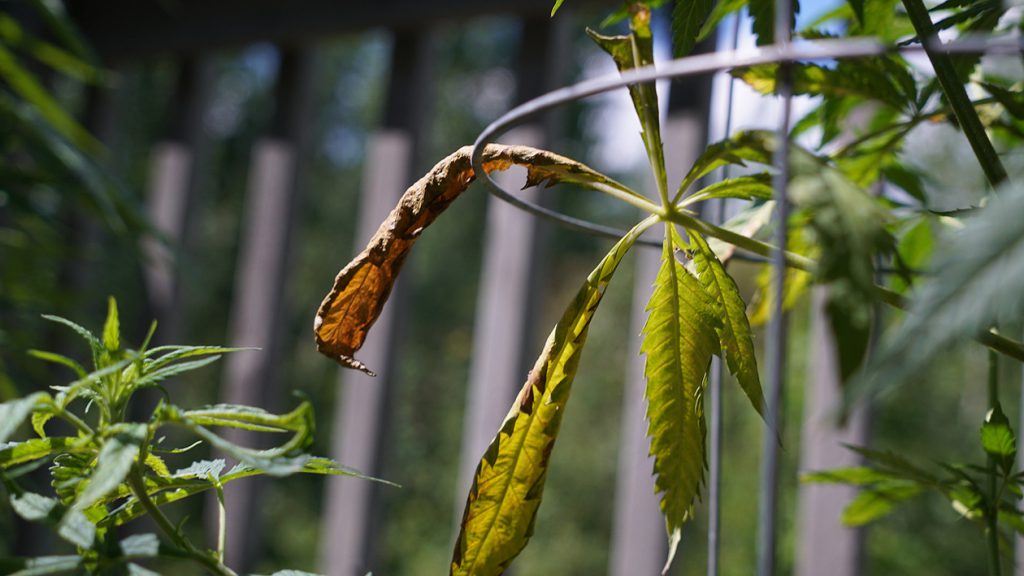 Wietplant met een kalium tekort vertoont geel, verdord blad met bruine punten.